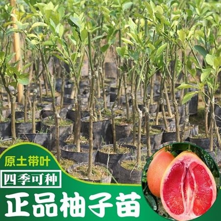 批发供应三红蜜柚,云南三红蜜柚水果树嫁接苗的种植与管理