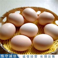 肉鸽鸽子蛋 农村杂粮鸽蛋 散养杂粮鸽蛋 出售厂家