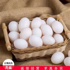 白羽王鸽蛋 五谷杂粮鸽蛋 青年鸽鸽蛋 常年销售