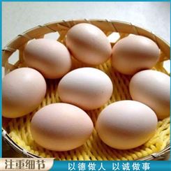 养殖场鸽蛋 散粮养殖鸽蛋 青年鸽鸽蛋 批发出售